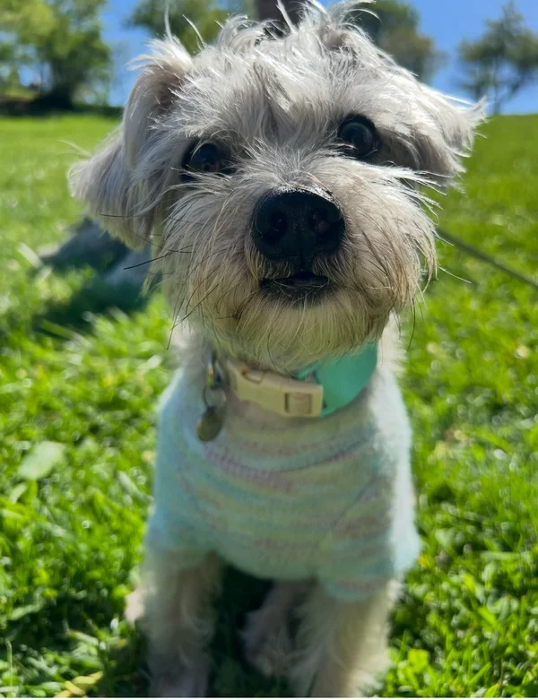 Taro